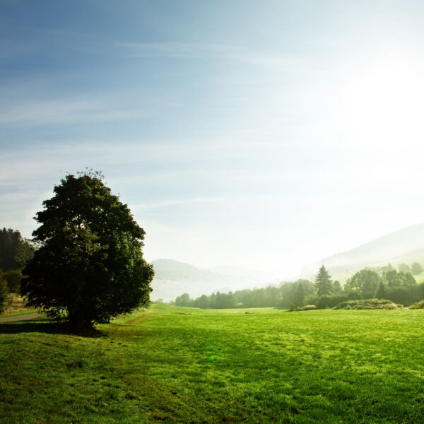 Eine sonnige Landschaft mit grüner Wiese und Baum. #daskannkunststoff #saveourplanet #unsereerde